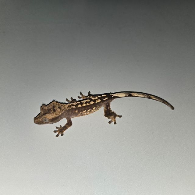 다크 블랙