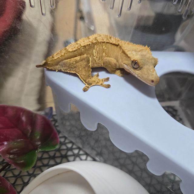 옐로우 크림시클