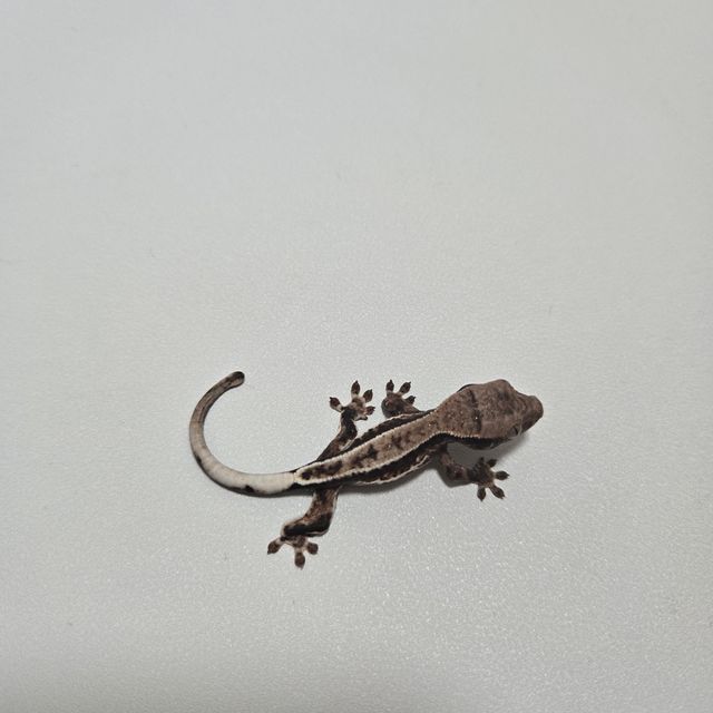 프라푸치노