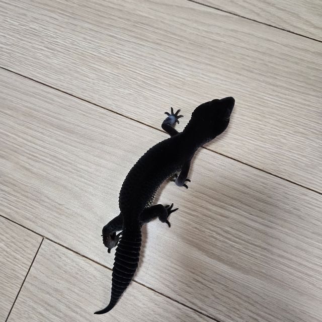 블랙나이트