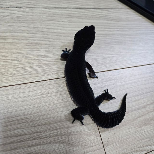블랙나이트