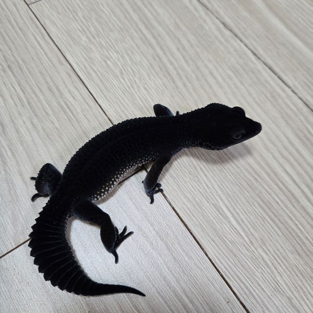 블랙나이트