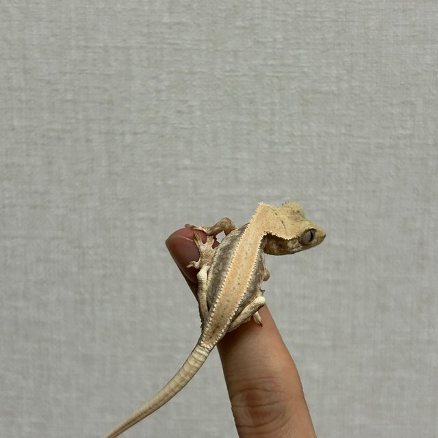 릴리화이트 솔리드백