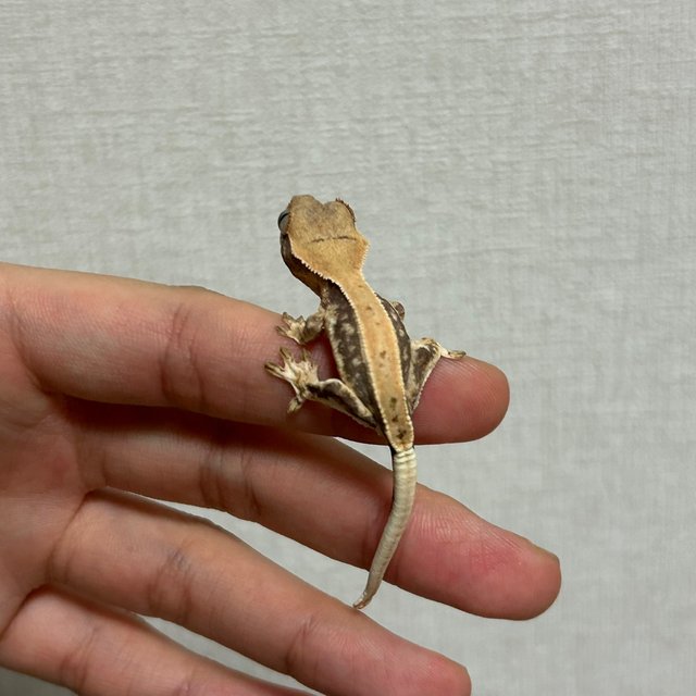 릴리화이트 솔리드백