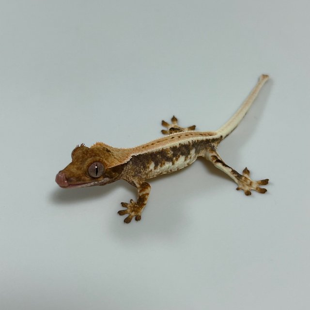 릴리화이트 트라이