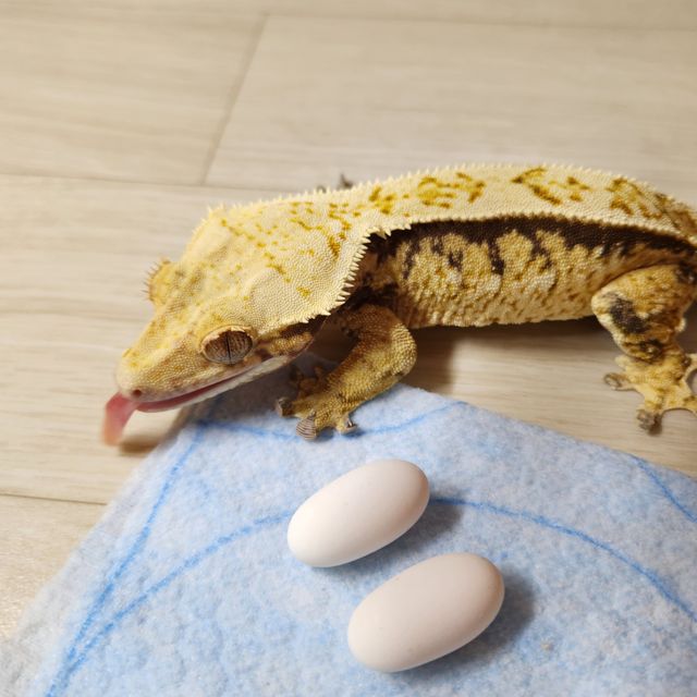 노멀 핀스트라이프 풀핀