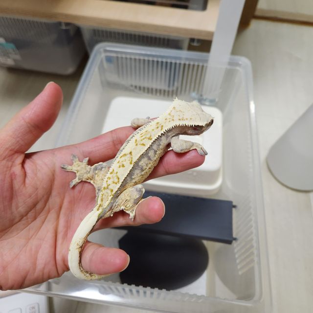 노멀 핀스트라이프 풀핀