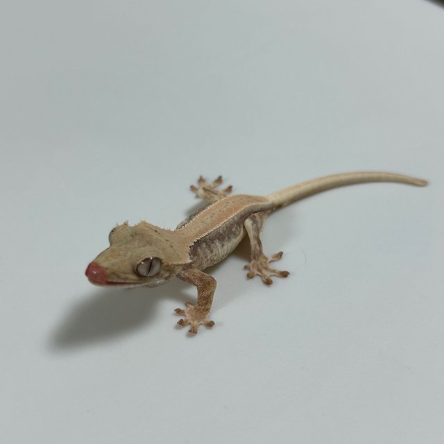 릴리화이트 솔리드백