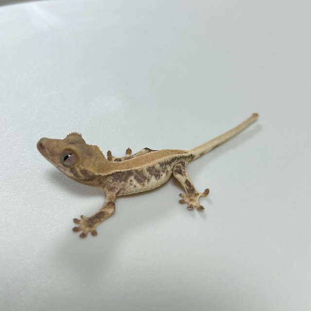 릴리화이트 솔리드백