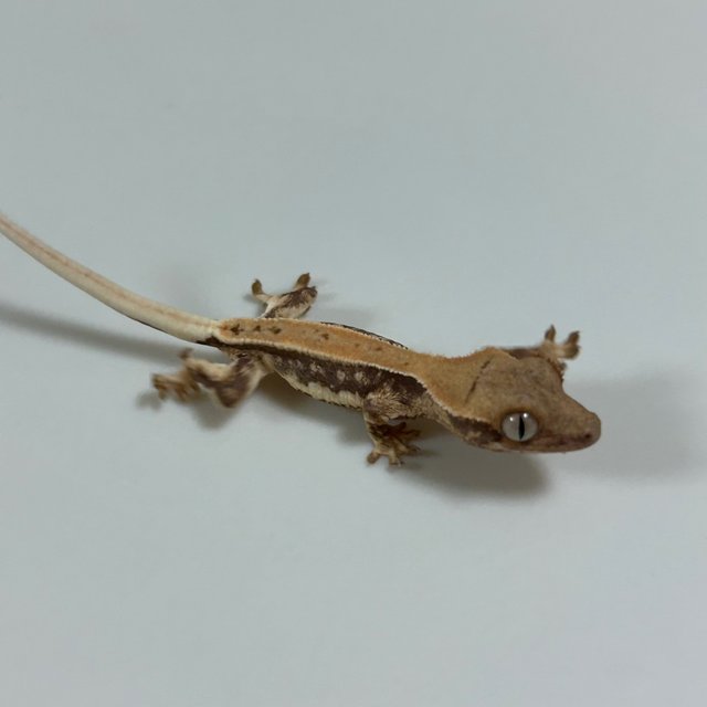 릴리화이트 솔리드백