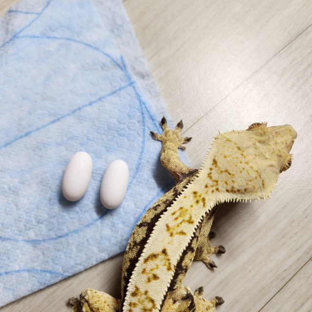 노멀 핀스트라이프 풀핀