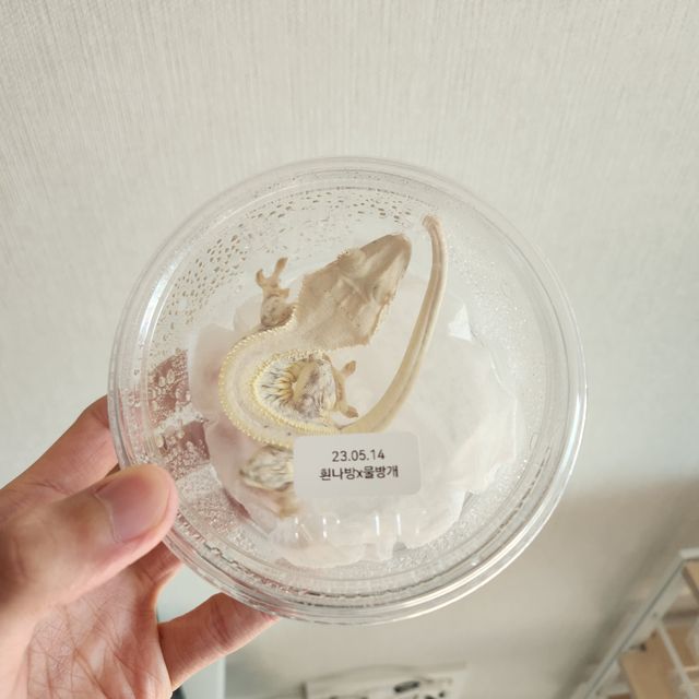 릴리화이트