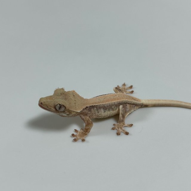 릴리화이트 솔리드백