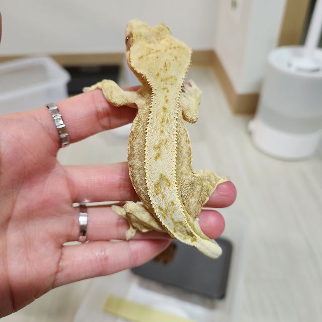 노멀 쿼드 풀핀 크림시클