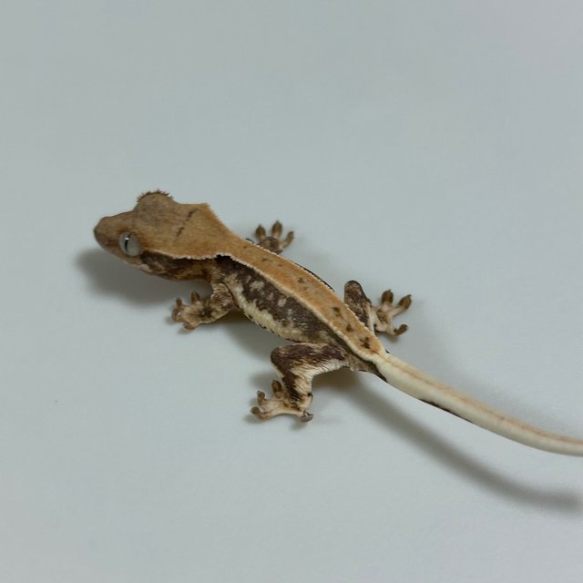 릴리화이트 솔리드백