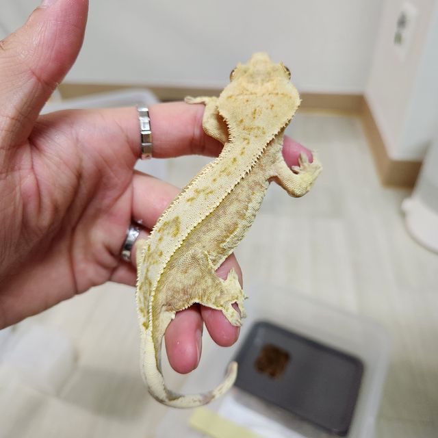 노멀 쿼드 풀핀 크림시클