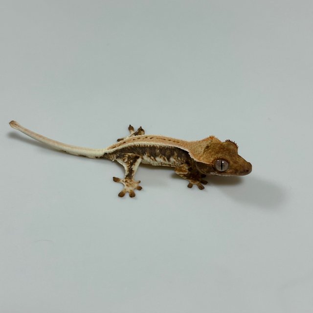 릴리화이트 트라이