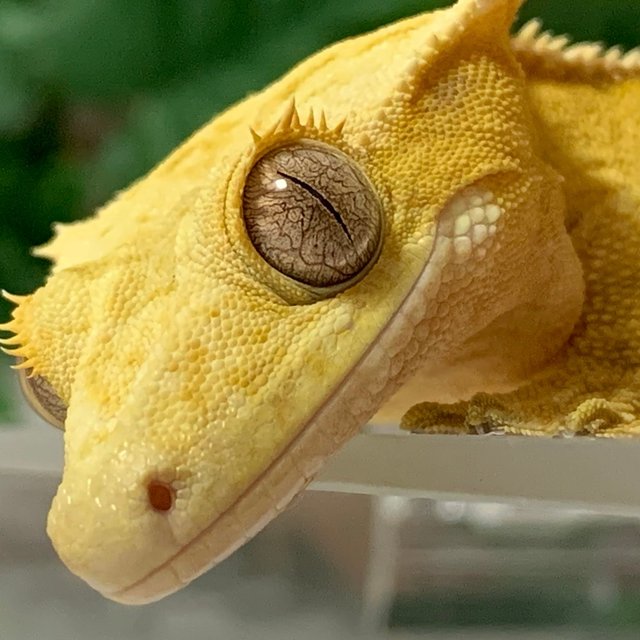 옐로우 크림시클