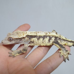 카푸치노 드리피 화이트스팟