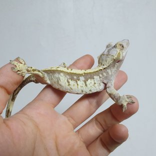 노멀 풀핀 트라이