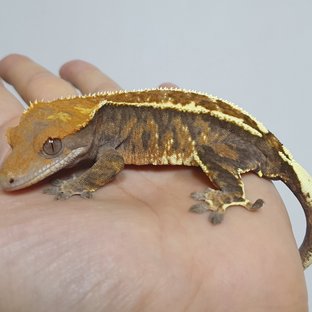 카푸치노
