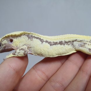 릴리 세이블 드리피