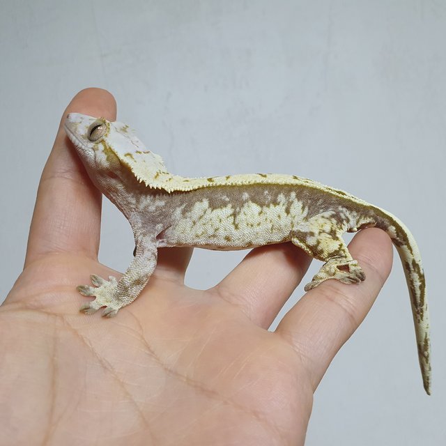 노멀 풀핀 트라이