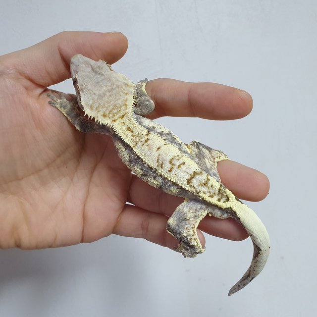 카푸치노 드리피 화이트스팟