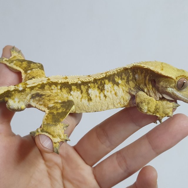 트라이 드리피 화이트스팟