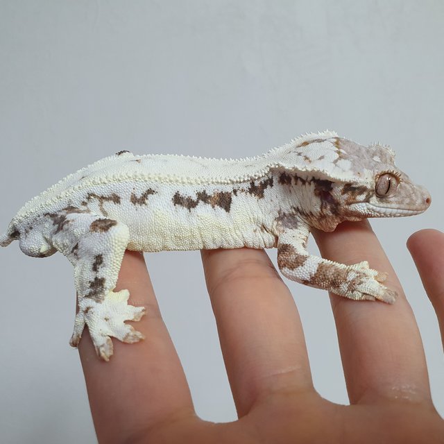 프라푸치노 드리피 트라이