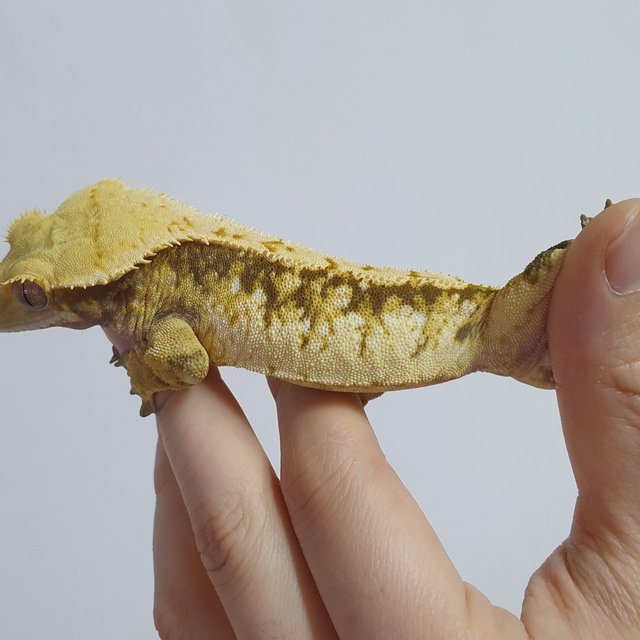 트라이 드리피 화이트스팟