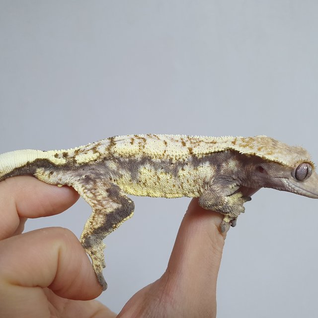 카푸치노 드리피 화이트스팟