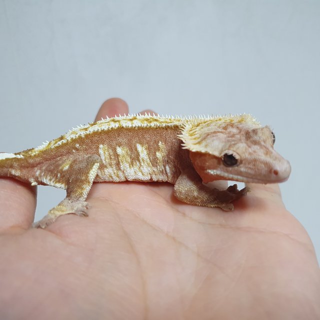 레드 핀스트라이프