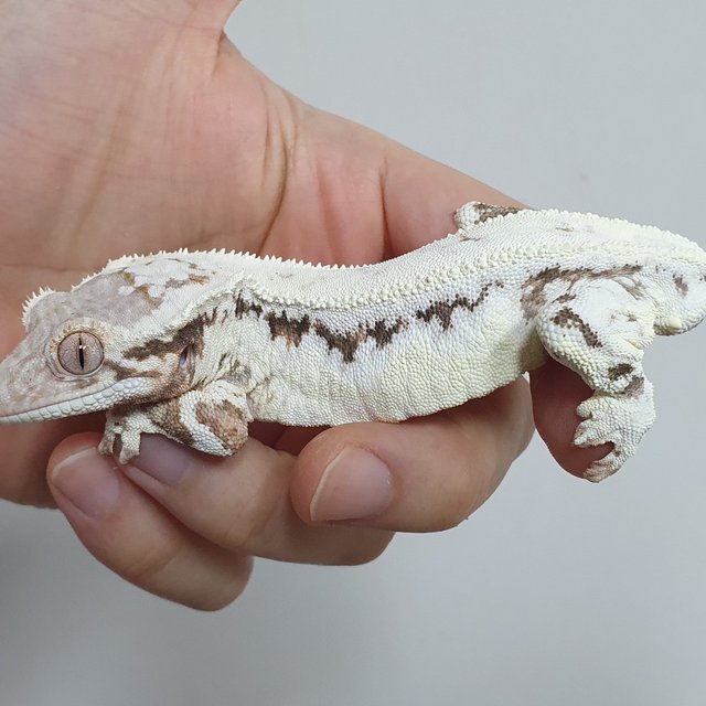 프라푸치노 드리피 트라이