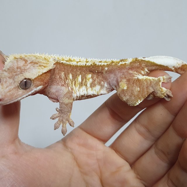 레드 핀스트라이프