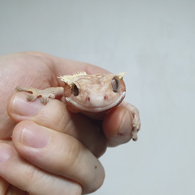 레드 핀스트라이프