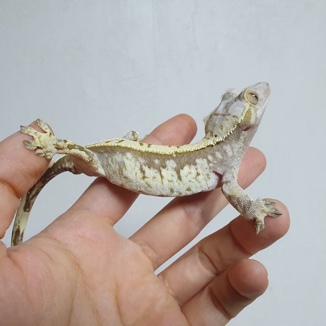 노멀 풀핀 트라이