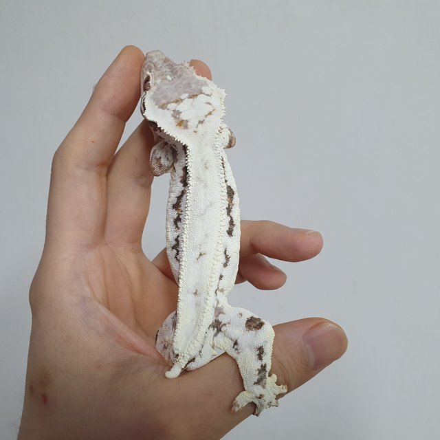 프라푸치노 드리피 트라이