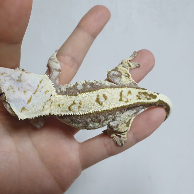 노멀 풀핀 트라이