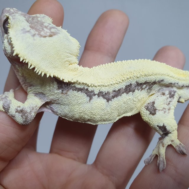 릴리 세이블 드리피