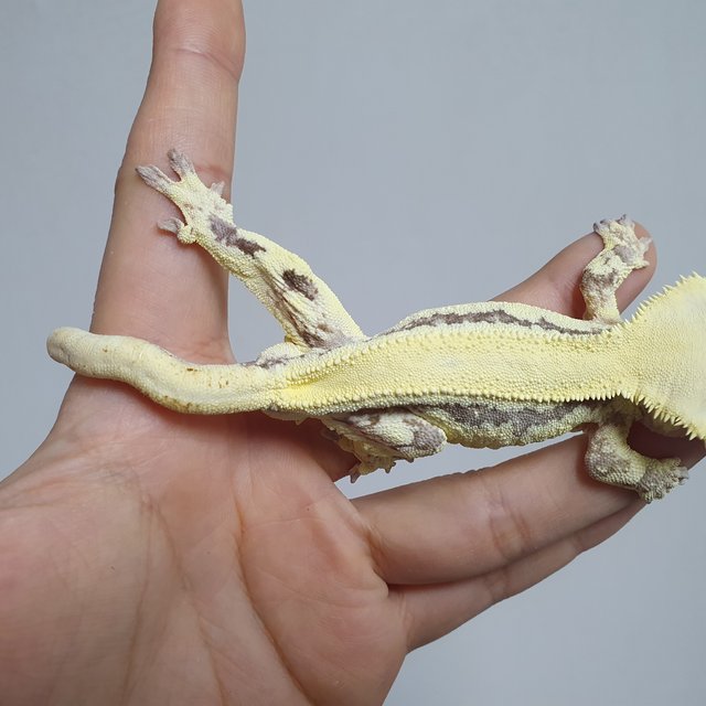 릴리 세이블 드리피