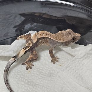 세이블