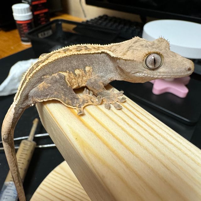 엠티백 풀핀
