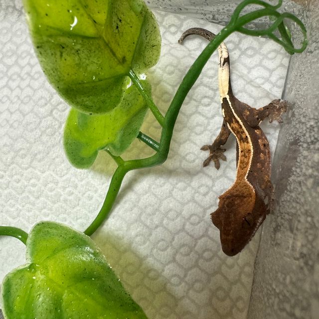카푸치노