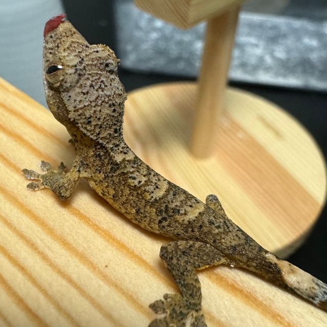 슈퍼달마시안