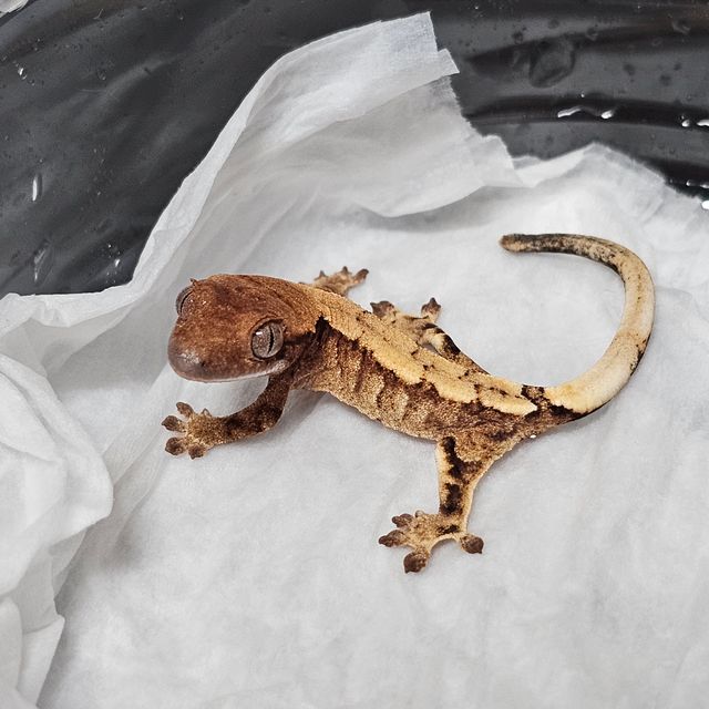 세이블