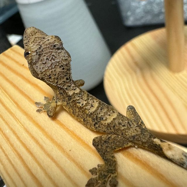 슈퍼달마시안