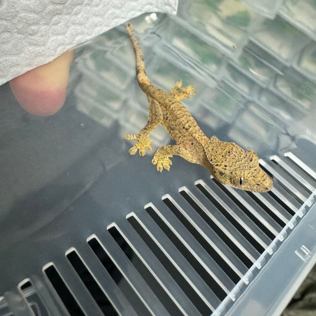 슈퍼달마시안