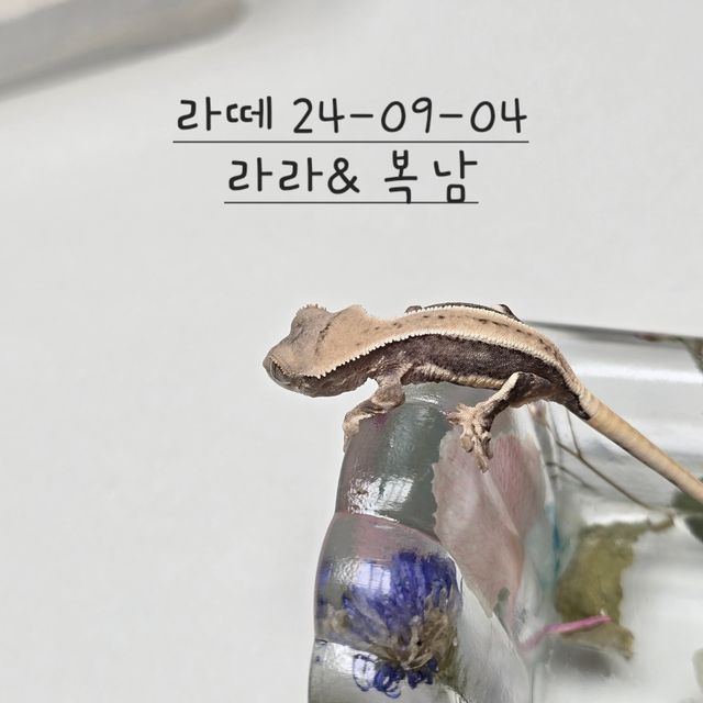 릴리화이트 풀핀