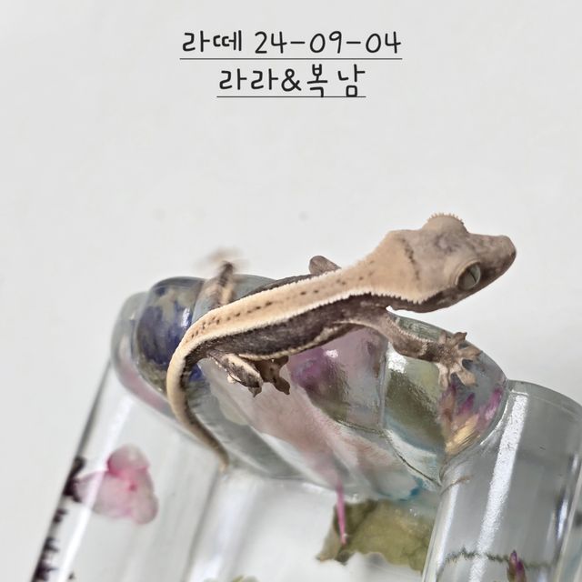 릴리화이트 풀핀